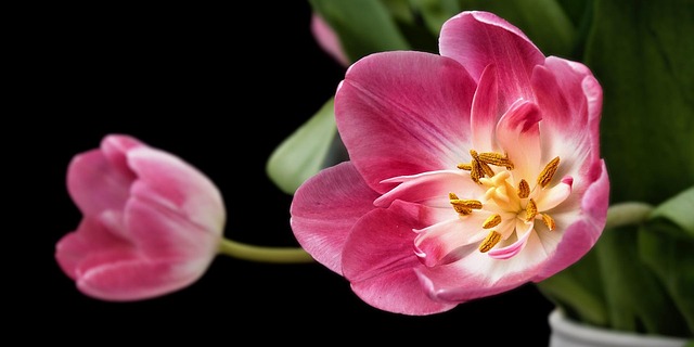 garden-640x480-85117875.jpeg