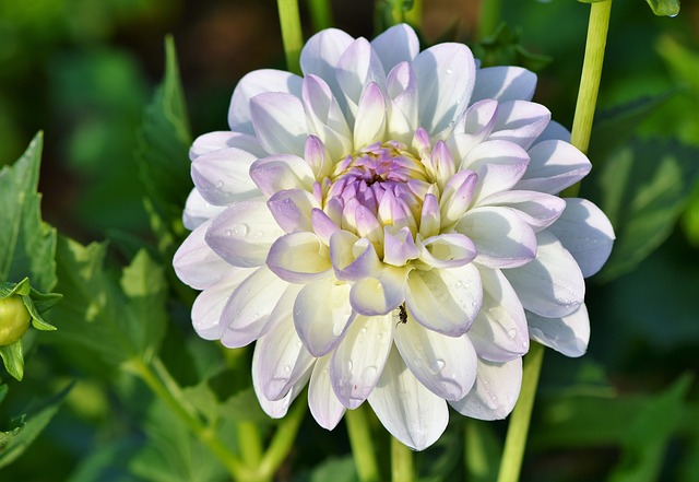 Seasonal Garden Care: Preparing, Protecting, and Propering Your Plants