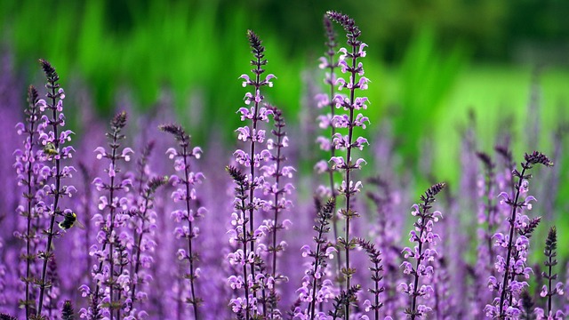 garden-640x480-88830419.jpeg
