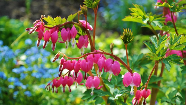 garden-640x480-90873646.jpeg