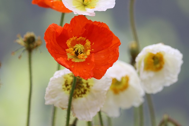 Fall Garden Transformation: Cleanup Strategies for Seasonal Beauty