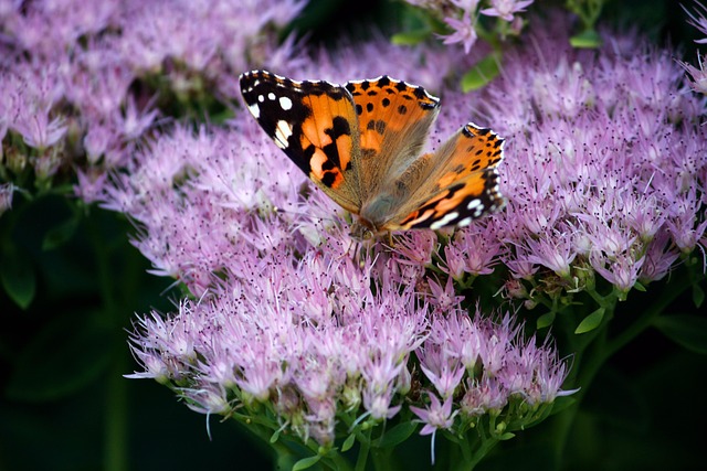 garden-640x480-93894342.jpeg