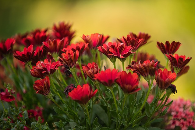 garden-640x480-96317679.jpeg