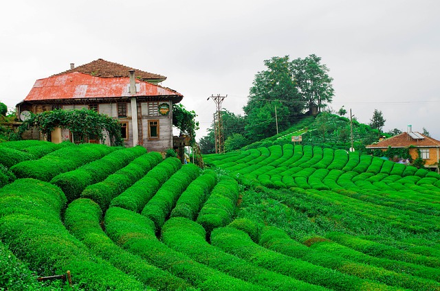garden, wall garden, vertical garden