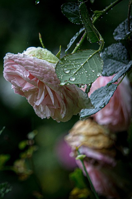 garden-wall-garden-vertical-garden-640x480-54528409.jpeg