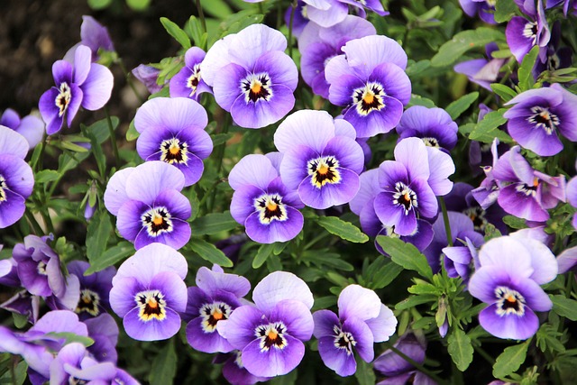 garden-wall-garden-vertical-garden-640x480-58706619.jpeg