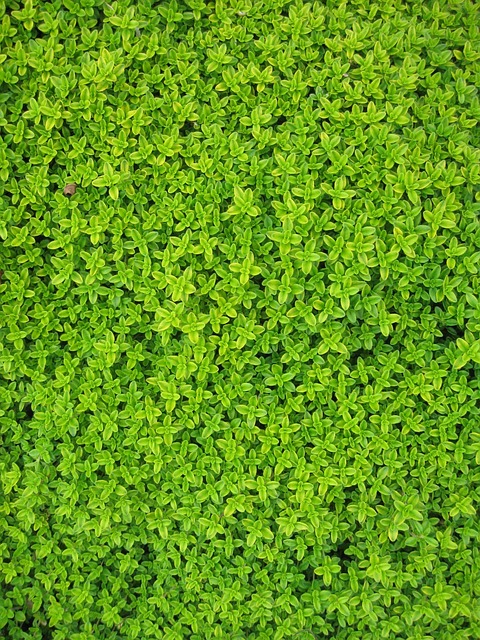 garden-wall-garden-vertical-garden-640x480-9665884.jpeg