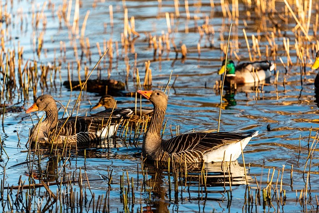 geese-640x480-11738065.jpeg