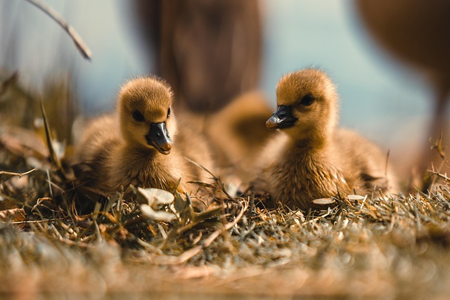 geese-640x480-21137831.jpeg