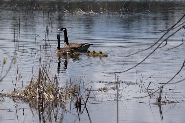 geese-640x480-23984940.jpeg