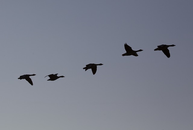 geese-640x480-29278904.jpeg