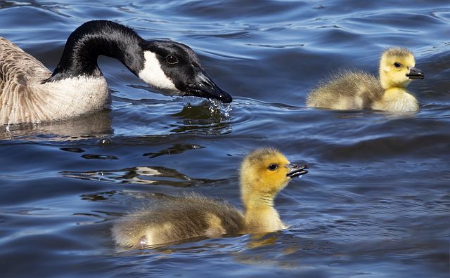 geese-640x480-35734594.jpg