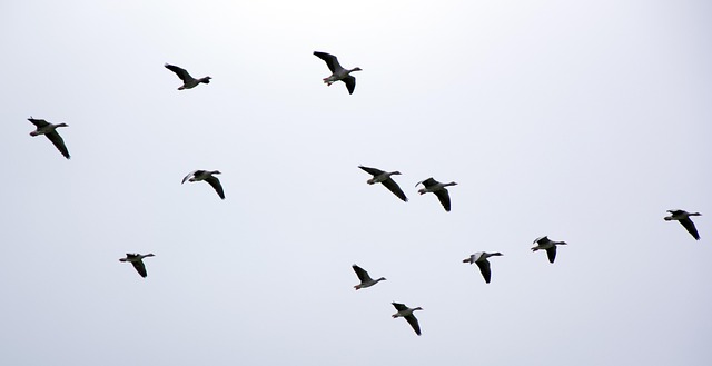 Eco-Friendly Geese Management: Professional Solutions for Effective Removal & Prevention