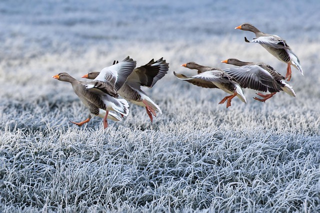 geese-640x480-64733477.jpeg