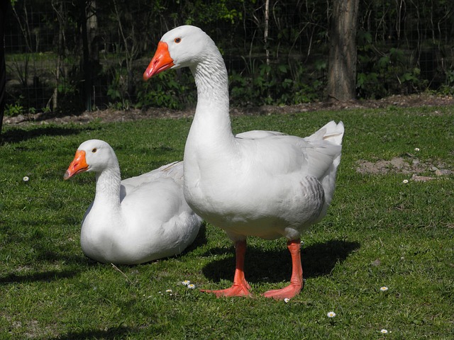 geese-640x480-71097438.jpeg