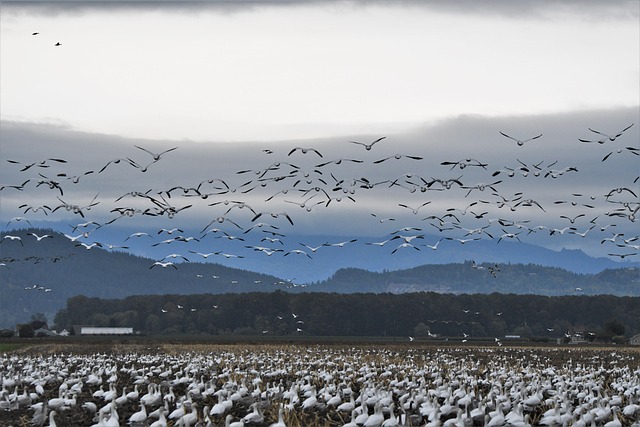Professional Geese Removal: Strategies for Sustainable Population Management