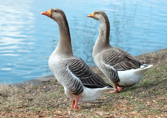 Unraveling Geese Myths: Expert Control Techniques for Every Setting