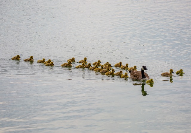 geese-640x480-807259.jpeg
