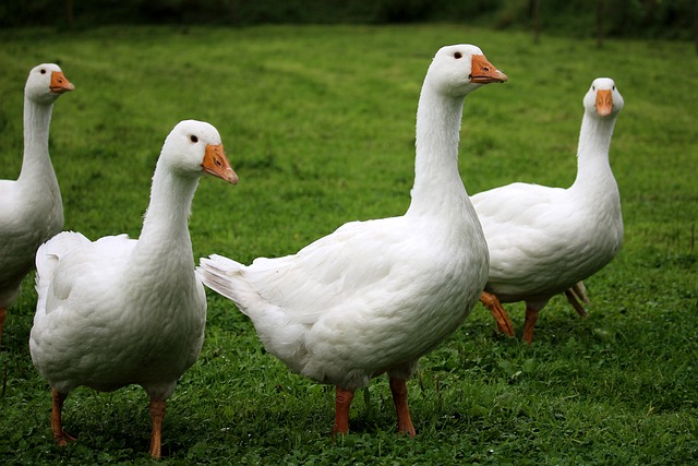 geese-640x480-8208662.jpeg