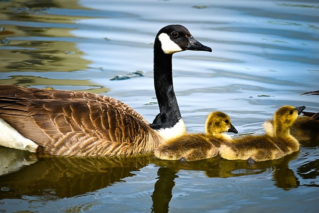 geese-640x480-87932245.jpeg