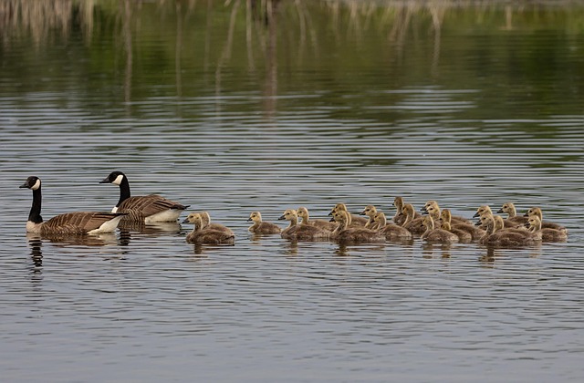 geese-640x480-90002954.jpeg