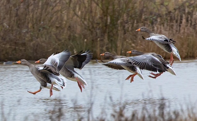 Protecting Parks: Geese Control Solutions for Safe Spaces
