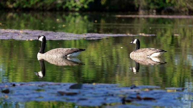 Humanely Managing Geese: Visual & Auditory Deterrents for Effective Control