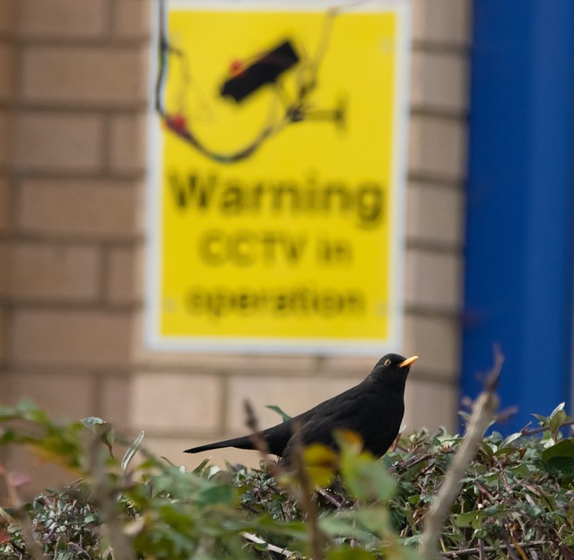 home security, cctv