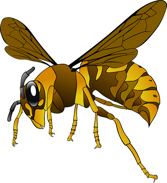 hornet-640x480-11584572.png