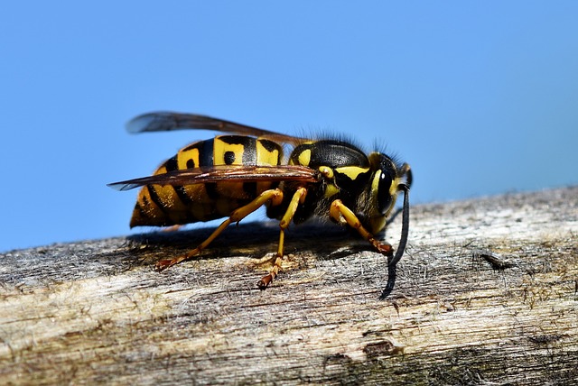 hornet-640x480-14985966.jpeg