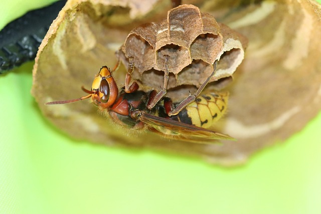 hornet-640x480-20062366.jpeg