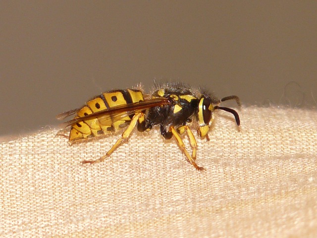 Safe Hornet Nest Prevention & Eco-Friendly Removal Services for Homes & Businesses