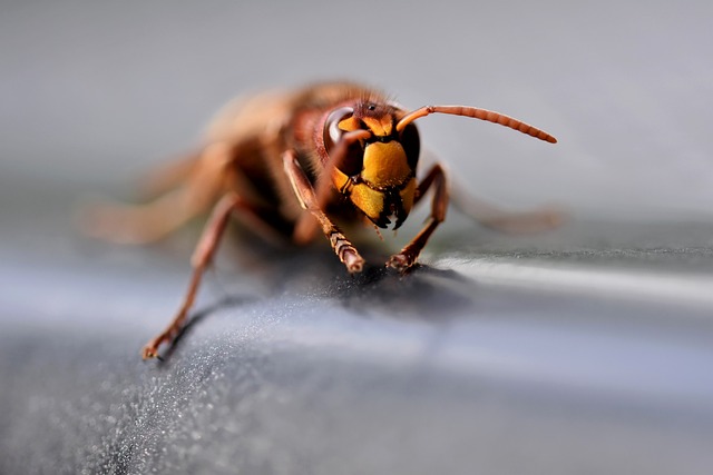 hornet-640x480-29055013.jpeg