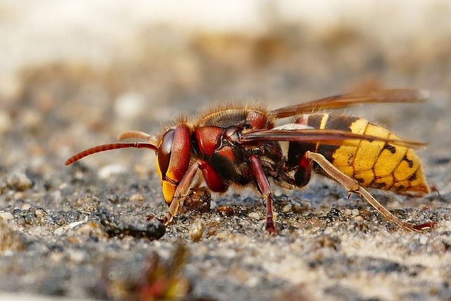 hornet-640x480-29712795.jpeg