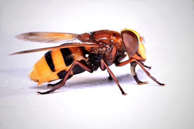 hornet-640x480-32819845.jpeg