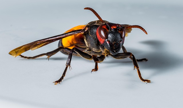 hornet-640x480-4257157.jpeg