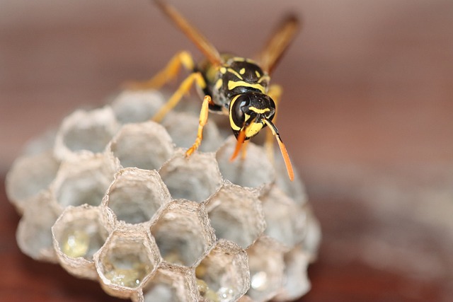 Safer Yards: Professional Hornet Control for Effective Perimeter Treatments