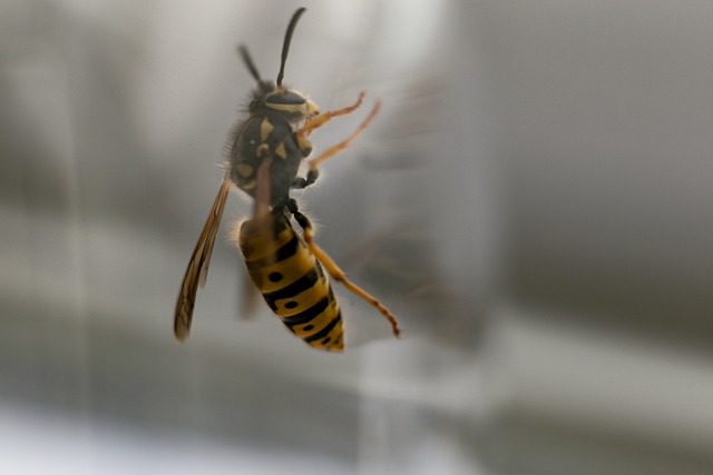 Eco-Conscious Hornet Nest Removal: Safe Solutions Near You