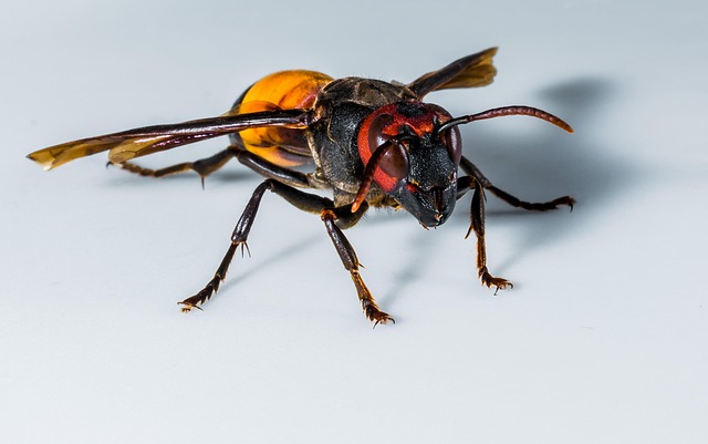 hornet-640x480-57513032.jpeg