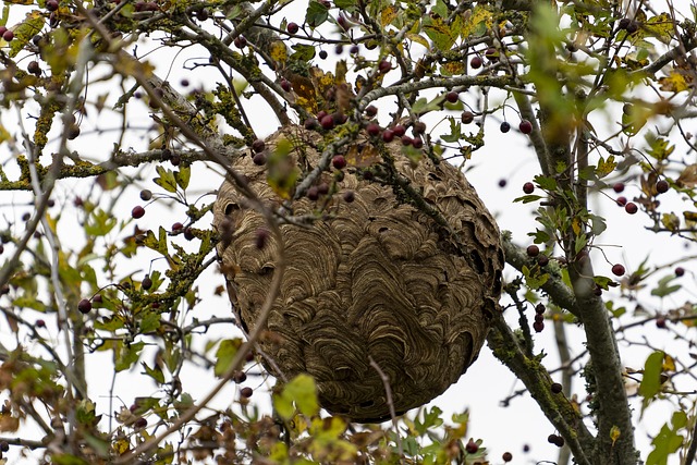 hornet-640x480-59738687.jpeg
