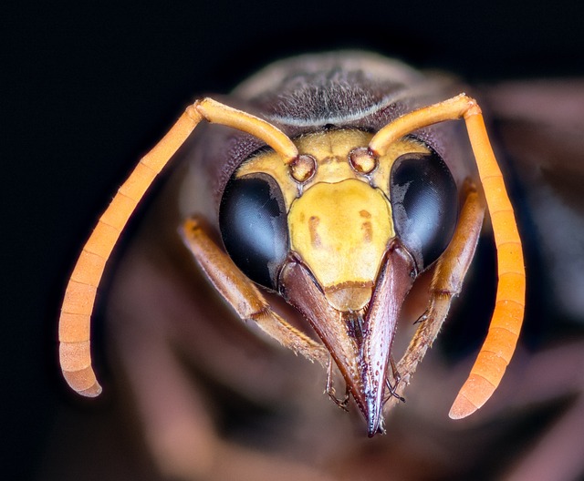 hornet-640x480-70555019.jpeg
