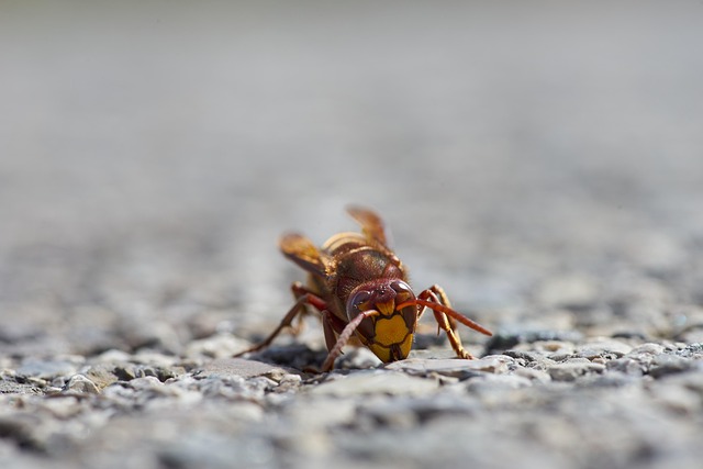 hornet-640x480-70866384.jpeg