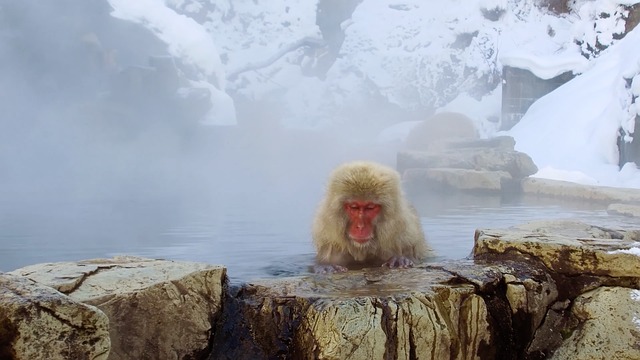 Hot Therapy: Unlocking Respiration Relief with Heat and Steam