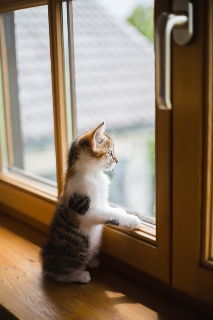 house-window-window-640x480-72134908.jpeg