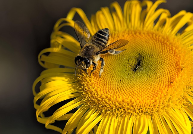 insect-640x480-11004961.jpeg