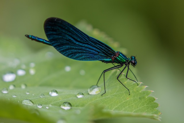 insect-640x480-12808282.jpeg