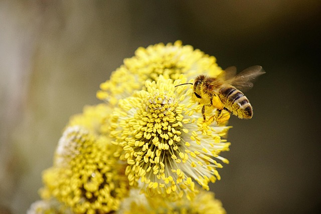 insect-640x480-20915535.jpeg