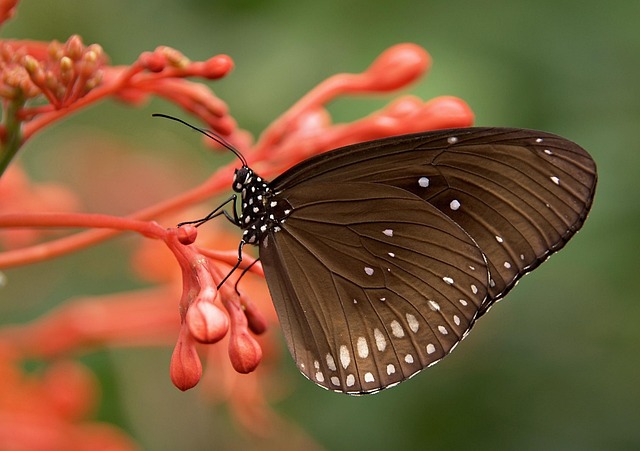 insect-640x480-26307872.jpeg