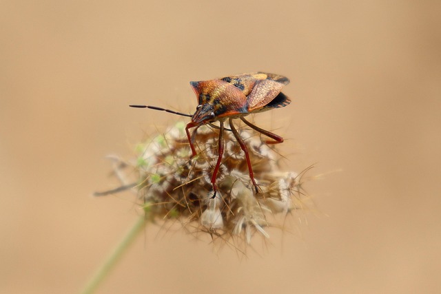 insect-640x480-3087935.jpeg