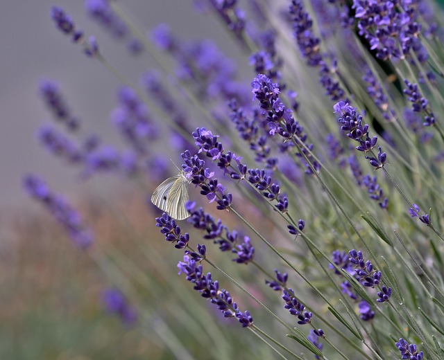 insect-640x480-31546382.jpeg